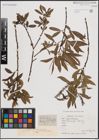 Foto von Salix fragilis L.